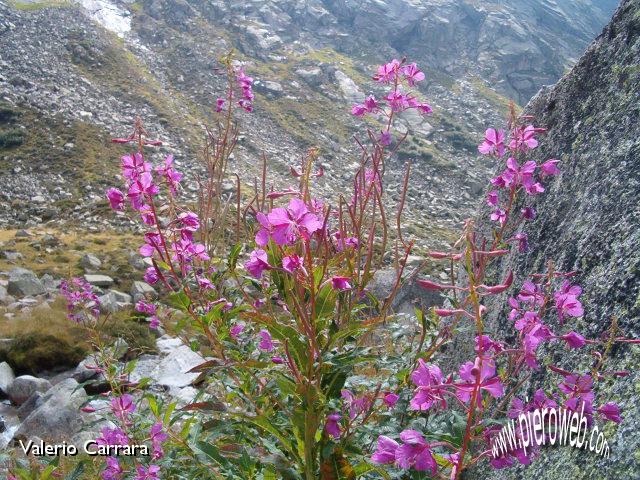 27° Bei fiori a 2235m.jpg